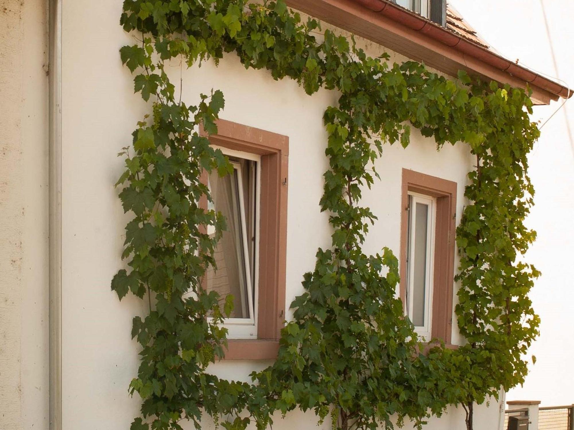 Ferienhaus Am Kuenstleratelier Riegel am Kaiserstuhl Extérieur photo
